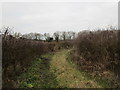 SE6143 : Overgrown route to Mauds Ridding by Jonathan Thacker
