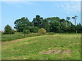 Trees and fenced area, Lusted Hall Farm