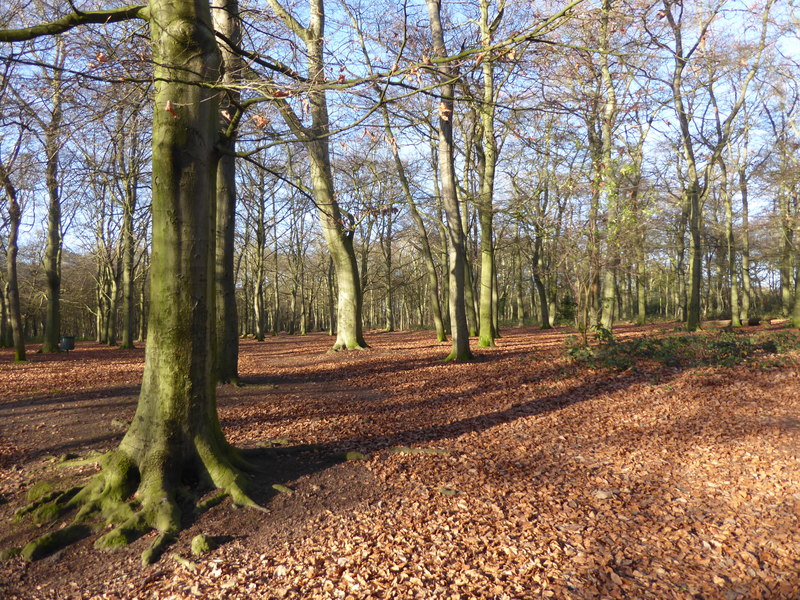 Bostall Woods in January © Marathon :: Geograph Britain and Ireland