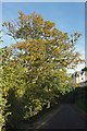 Tree, Powderham Road, Newton Abbot