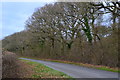 Bare trees in Winchester Road