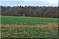 View across field to Upping Copse