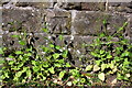 Benchmark on stone wall at Mowbray Gardens / Melton Road junction
