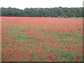 TF9101 : Field of poppies by David Pashley