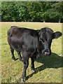 Young black steer beside the Aberaeron to Lampeter trail