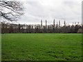 TF9001 : Looking across Sheep meadow at Broom Hall by David Pashley