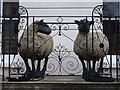 SO9422 : Sheep on a balcony by Philip Halling