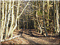 Track into Etchden Wood