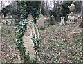 TF4510 : Headstone draped with ivy in The General Cemetery, Wisbech by Richard Humphrey