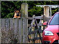 Cross dog behind fence along Blackfort Road