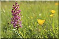 NN7899 : Orchid, Insh Marshes Nature Reserve by Graham Robson