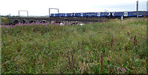 NS3139 : Train crossing Queen's Bridge by Thomas Nugent