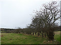 Hedge near the railway line