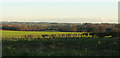 Farmland east of Burton Leonard