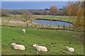 Sheep beside the River Test