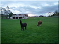 Alpacas at Yarkhill