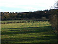 Ridge and furrow field, Croft Farm, Ruswarp