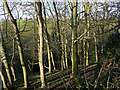 Woodland below Ruswarp Bank