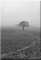 Trees in the mist, Stalisfield