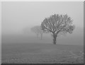 TQ9551 : Trees in the mist, Stalisfield by pam fray