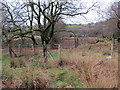 Llwybr Bongarreg / Bontgarreg Path