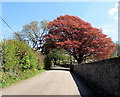 Early May colours, Fairyland Road, Tonna