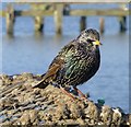 Starling on a lobster pot at Amble