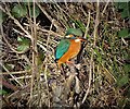 Kingfisher in Bingham Park, Sheffield