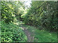 Path in Roman Field Wood