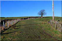 SD9547 : Pennine Way beside Kirk Syke Farm by Chris Heaton