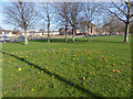 Crocuses on Holbeck Moor