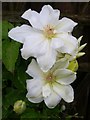 White flowered clematis