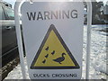 Sign warning of ducks crossing at Coleshill