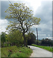 Oak near Pennerley