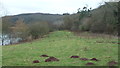 Grassland by Bodenham Lake