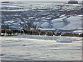 Sheep in the Snow near to Rhydlydan