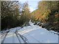 Junction of forest tracks