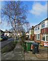 Perne Avenue: bins and birch