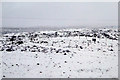 View at the top of the Horseshoe Pass