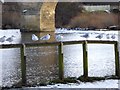 NY9364 : Black-headed Gulls beside the Tyne by Oliver Dixon