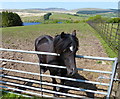 Horse at Cnewr