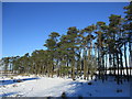 Scots Pines near Easter Fortissat