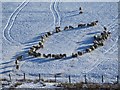 Sheep in formation, Easter Fortissat