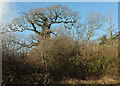 SX9066 : Winter oak near the County Court by Derek Harper
