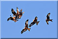NX6865 : Red Kites at Bellymack Farm by Walter Baxter