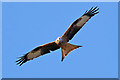 NX6865 : A red kite at Bellymack Farm by Walter Baxter