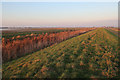 Hundred Foot Bank near Four Balls Farm