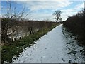 New hedge along Roman Ridge