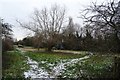 Pollarding willow trees