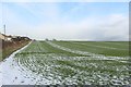 Arable field on the edge of Ellington